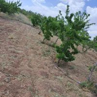 فروش چهار سهام طرح یک هوره گاستارا|فروش دفتر صنعتی، کشاورزی، تجاری|زاینده رود, |دیوار