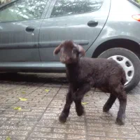 بره نر و ماده قزل افشار ( گوسفند)