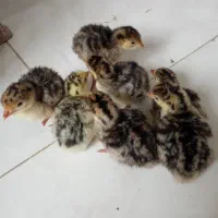 جوجه بوقلمون محلی