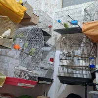 فروش تعدادی عروس هلندی و طوطی ملنگو