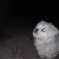 فروش|سگ|بروجن, |دیوار