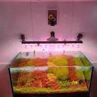 گیاه اکواریوم