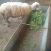 میش|حیوانات مزرعه|امیدیه, |دیوار