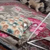 سگ پامر پاکوتاه|سگ|بجنورد, |دیوار