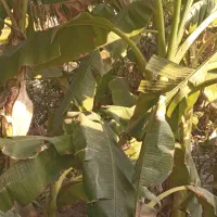 نهال درخت خرما|گل و گیاه طبیعی|قشم, |دیوار