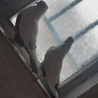 فروش کبوتر|پرنده|الیگودرز, |دیوار