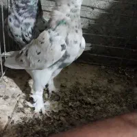 کبوتر سرور وطوقی