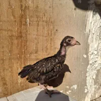 جوجه مرغ و خروس لاری کوشامو.مینیاتوری.|حیوانات مزرعه|مشهد, شهید بهشتی|دیوار