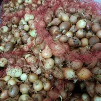 پیاز خشک امسالی، کیلویی ۱۲