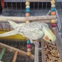 عروس هلندی معاوضه باهرچی بکارم بیاد
