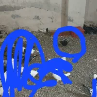 کبوتر|پرنده|اردبیل, |دیوار