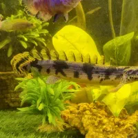 ماهی پولی 40 سانت|ماهی|تهران, مسعودیه|دیوار