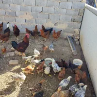 جوجه مرغ و خروس