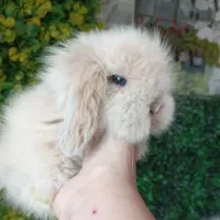 خرگوش مینی لوپ توپولی عروسک