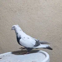 کبوتر  دم|پرنده|لار, |دیوار