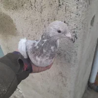 کبوتر|پرنده|اسدآباد, |دیوار