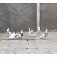 کبوتر رنگی|پرنده|سلامی, |دیوار