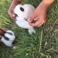 واگذاری خرگوش