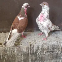 کبوتر