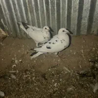 جفت گوره پلاکی