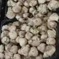 سیر|خوردنی و آشامیدنی|دزفول, |دیوار