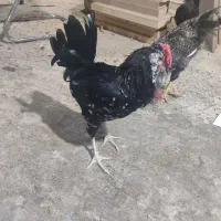 خروس گلین