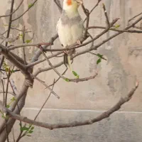 عروس هلندی نر