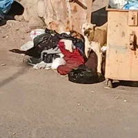 لطفالباس برا نیازمندان میارین بغل سطل زباله نزارین|لباس|سراب, |دیوار