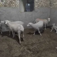 میش لاکن|حیوانات مزرعه|اشکذر, |دیوار