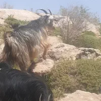 .بز