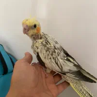 جوجه عروس هلندی