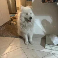 گمشده (شهریار)