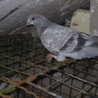 کبوتر کاشانی پرشی