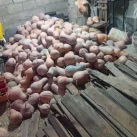 کدو|عمده‌فروشی|کیاشهر, |دیوار
