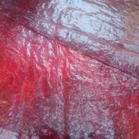 لواشک خانگی آلوچه ،البالو، شاه توت درجه یک