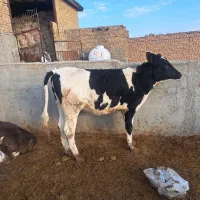 گوساله چاق ماده