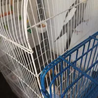 عروس هلندی|پرنده|ایوان, |دیوار