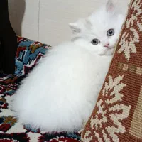 گربه پرشین|گربه|هشتگرد, شهرک بعثت|دیوار