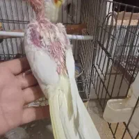 عروس هلندی|پرنده|قم, شهرک توانیر|دیوار