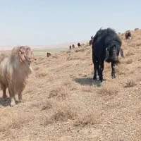 دو راس نر بز دوساله