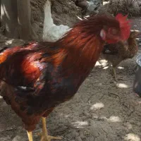 مرغ و خروس محلی