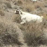 گوسفند بز آبستن سنگین|حیوانات مزرعه|گلزار, |دیوار