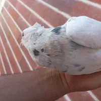 طوقی|پرنده|سیرجان, |دیوار