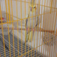 دو دعدد عروس هلندی باقفس