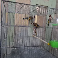 سهره ۴فصل درخدمتم ۴عددنردرجه ۱