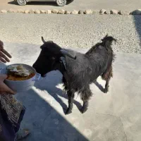 کهره نر|حیوانات مزرعه|گتیج, |دیوار