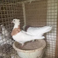 نروماده طوقی زرد خال دار|پرنده|خمینیشهر, |دیوار