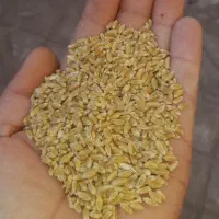 گندم ابی تمیز