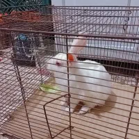 خرگوش قشم قرمز