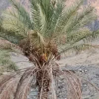 کارگر برای کشاورزی